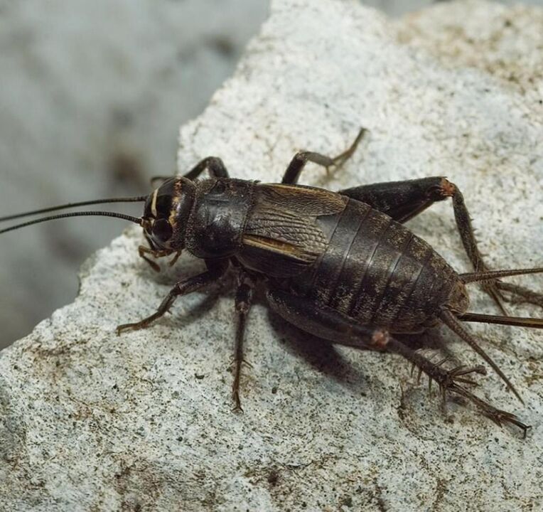 scarab beetle հաջողության համար